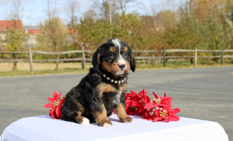 puppy, for, sale, Mini Bernedoodle F2, Matthew B. Stoltzfus, dog, breeder, Gap, PA, dog-breeder, puppy-for-sale, forsale, nearby, find, puppyfind, locator, puppylocator, aca